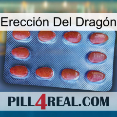 Erección Del Dragón 06